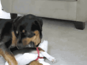 gifsboom:  Beagle Puppy Attacks Rottweiler. [video]