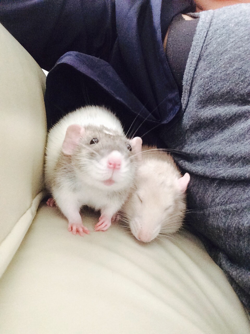 summersanimals:  Every one of these pictures is golden August 16, 2015 