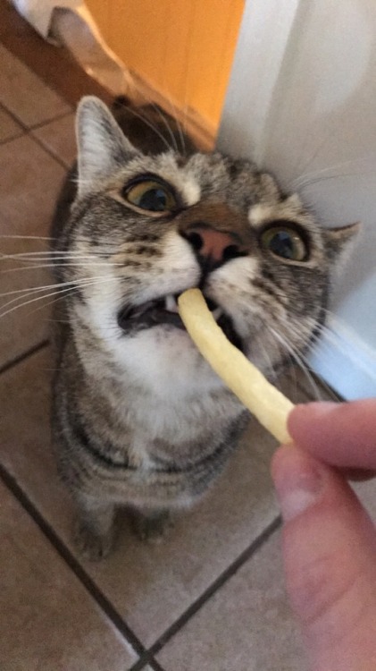 unflatteringcatselfies:  Cecilia loves french fries and chicken nuggets
