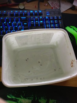 I was a good boy and finished a whole tub in an hour :) oink!