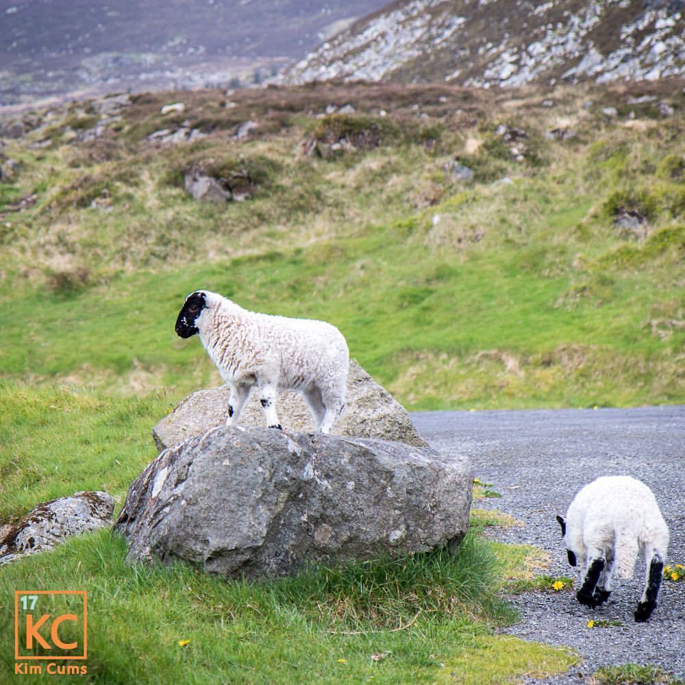 It&rsquo;s a lamb-scape! &hellip; #puns #pun #lambs #landscape #travel #irelandtravel