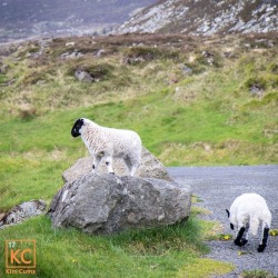 It&rsquo;s a lamb-scape! &hellip; #puns #pun #lambs #landscape #travel #irelandtravel #ireland #throwbackthursday #throwback