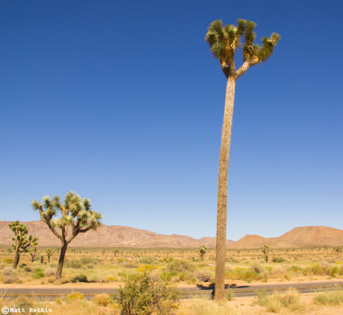 The Tallest Joshua Tree, Joshua Tree National Park, CA. Anyone recognize this 43-foot giant, fondly 