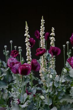 pteridaceae:  opium poppies w verbascum.  source: (x)  [botany] // [dark] 