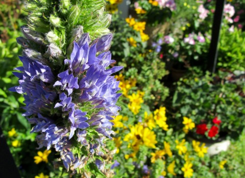 Lobelia syphilitica, Lobelia cardinalis, and Lobelia inflata. It’s lobelia time in the garden, altho