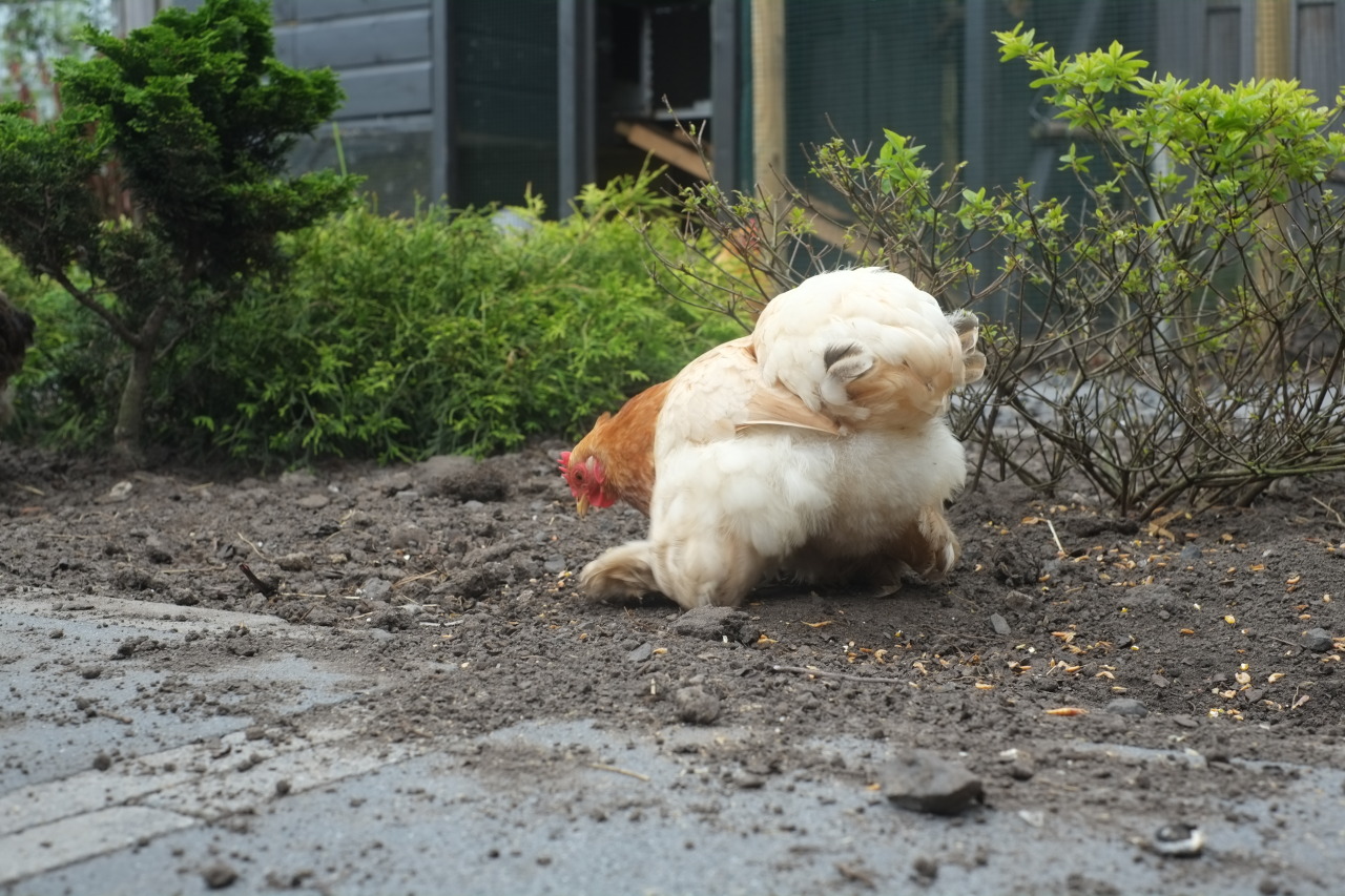 commanderholly:  crazyparrotlady:  breakfastisconfusingnaya:  Here again, my fluffy