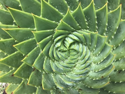 Porn photo flora-file:  Aloe polyphylla (by flora-file)taken