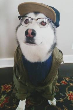 awwww-cute:  Hippest husky for national dog