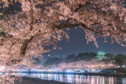 Cherry Blossom Festival &lt;3 &lt;3 &lt;3cr: twitter