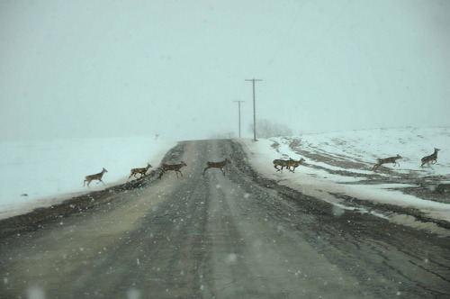 oix:  Deer Crossing by maryshelsby on Flickr.     