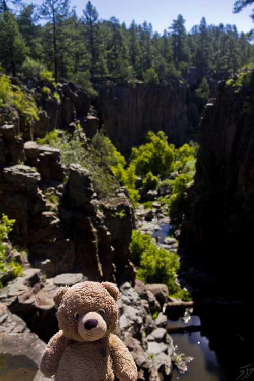 adventureswithteddy: On a visit to Northern Arizona, Teddy stopped in for a quick view around Paradi