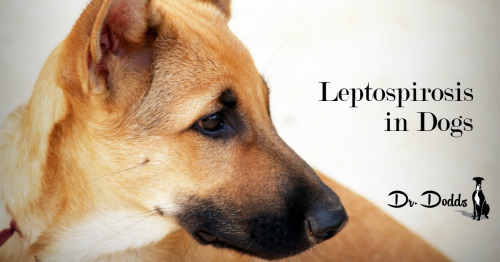 Leptospirosis in Dogs | W. Jean Dodds, DVM