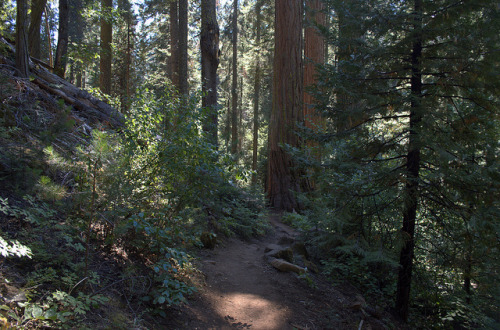 Shadow Of The Giants Trail - Sierra National Forest - Madera County - California - 11 August 2013 by