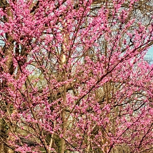 Redbud (cercis canadensis), Daniels Run Park, Fairfax, 2017.A number of trees are in bloom at the mo