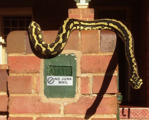 pastrygeckos:chondropythons:How badly do you want to deliver that pamphlet?I don’t wanna deliver any