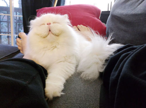 missenchantment: stormandozone: boredpanda: 20+ Of The Fluffiest Cats In The World @curiouslich So m