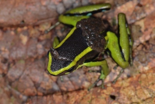 bunchros:  Poison Dart Frogs  Colorful