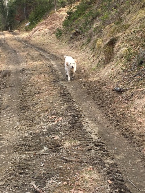 justanotheruserjms: Monday Run-Day !  Today I was running into the woods because most of the snow is