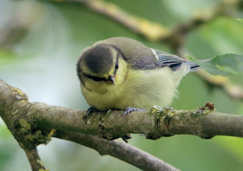 Baby Blue Tit by Glenda Hall Eurasian Blue Tit (Cyanistes caeruleus)