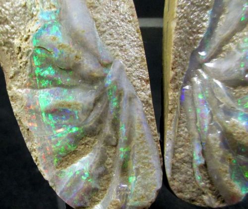 Opal - Andamooka, AustraliaThis is possibly a pseudomorph after a fossil shell