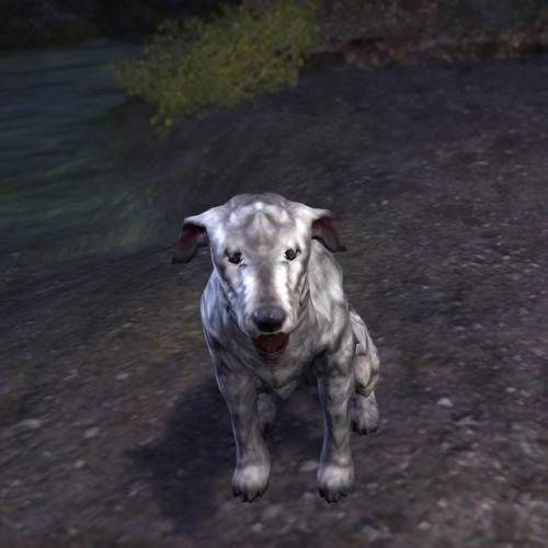 partyatsanguines: theknightlyrealist: uesp: Did You Know: Barbas, Clavicus Vile’s Hound, can s