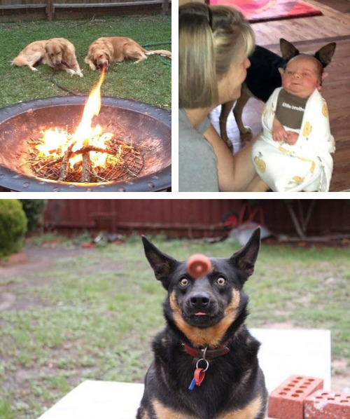 tastefullyoffensive:Perfectly Timed Dog Photos [boredpanda]Previously: Before and After Pictures of 