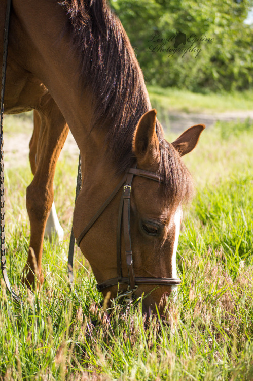 sit2beats: When the pony eats the pony’s happy! ⒸLevitt Equine Photography ig: glphotography_ http:/