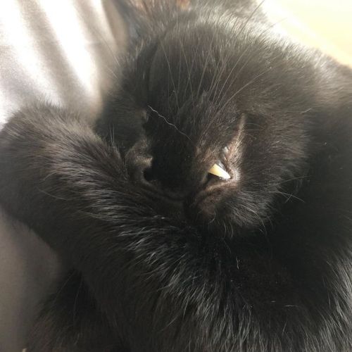 Sleeping with his fangs out and eyes open! #NormanCat  . . . #blackcat #blackcatsofinstagram #rescue