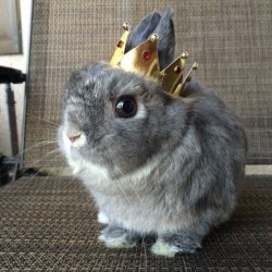 thebestoftumbling:  hail king bun