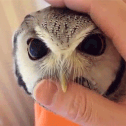 note-a-bear:  tillyouandiseethesun:  this isn’t even a problem  productivity owl makes sure you stay on task.Until it’s time for pettings. 
