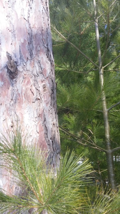 capture-michigan-nature: A pine tree on the water’s edge of the Muskegon River. I just love th