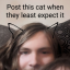 chaoticneutralcat
