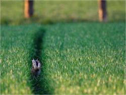 llbwwb:  Bunny hop By Peter Lindel .