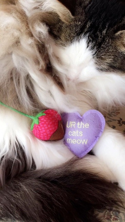 catladychronicles: Anakin napping with his Valentine’s Day toys