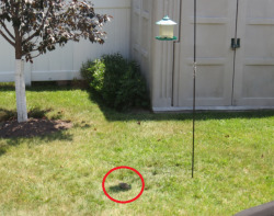 becausebirds:  elefseus:  i love this dumb turtledove like you have an entire backyard where you could find stationary shade but no you decide to chill out in the tiny spot of shade cast by the birdfeeder which moves so quickly that you have to get up