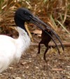 todaysbird:ritavonbees:good news!ALTwhy is this so fucking comicalALTALTALTyeah you must fucken …. you stress out the toad and then give it a rinse, voilahIbis add toxic cane toads to the menu with clever technique to eliminate poison firstthis