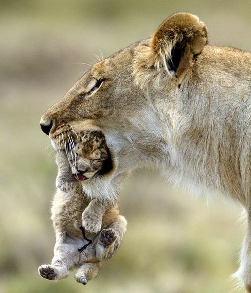 cute-dangerous:  Baby carrier