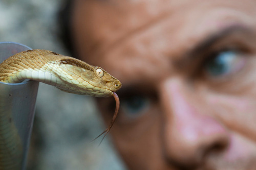 odditiesoflife:Snake IslandAn aerial view of the Brazilian island of Ilha de Queimada Grande is brea