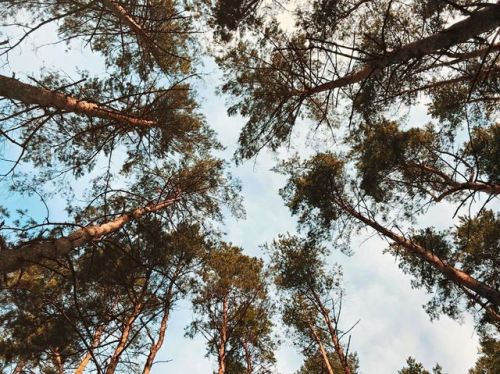 Look up, never let down #forest #tree #trees #peace #calm #solitude #energy #nature #summer #лес #де