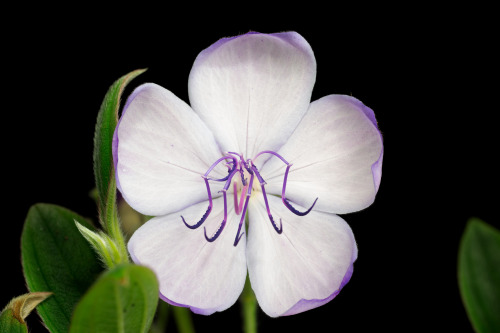 conspectusargosy:Princess flower compared in UVIVF and visible light.I love the strange anther on th