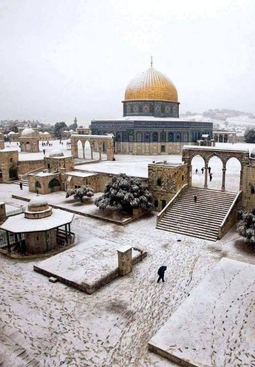 syedrezaabbas: Viva Palestine ✌