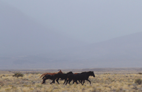 eartheld: tallbuilding-s: johnandwolf: Never seen more wild horses. They dotted the plains all acros