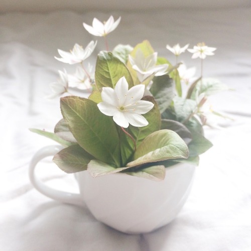 littlesoftheart:An angel boy picked starflowers for me when the sky was pink