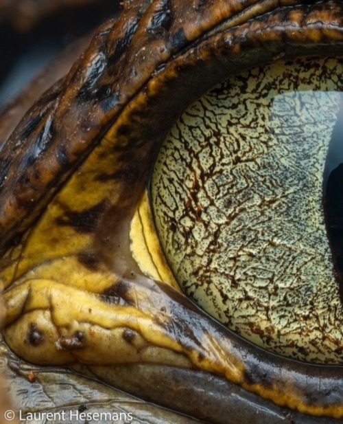 Eye Of Caiman : : Laurent Hesemans : :