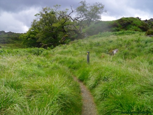 for-the-love-of-ireland - Paths on the long distance walk “Kerry...