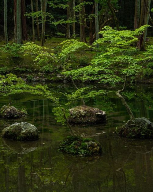 uroko: 西芳寺/苔庭 Saiho-ji Temple/Moss Garden ✨