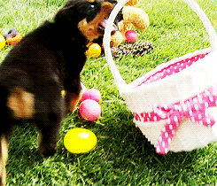 dailyanimals:  Happy Easter! [x] 