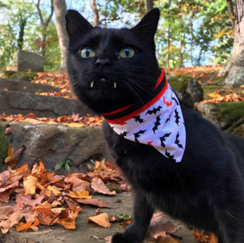 catsbeaversandducks:These Cute Vampurrs Want To Wish You A Happy Halloween“And we also want to suck your blood!”Photos by Monk And Bean