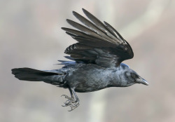 thalassarche:  American Crow (Corvus brachyrhynchos) - photo by pheαnix 