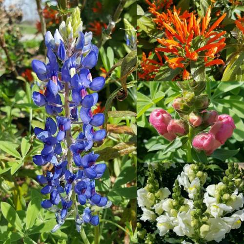 skewered-view:Spring is in the air #nofilter #bluebonnets #wildflowers #spring #atx #zilkerpark  (at Zilker Park Playground)